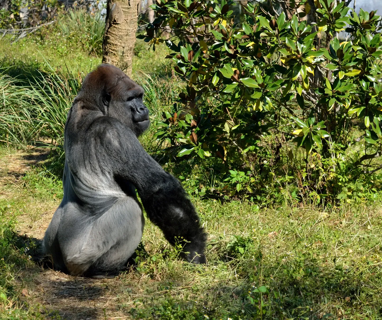 3 Days Gorilla Kampala Express