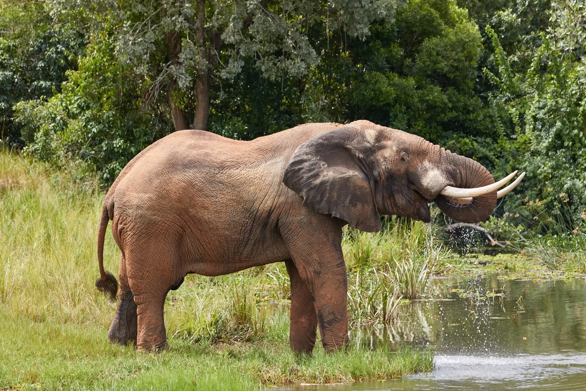 Elephant drinking from nile murchison falls