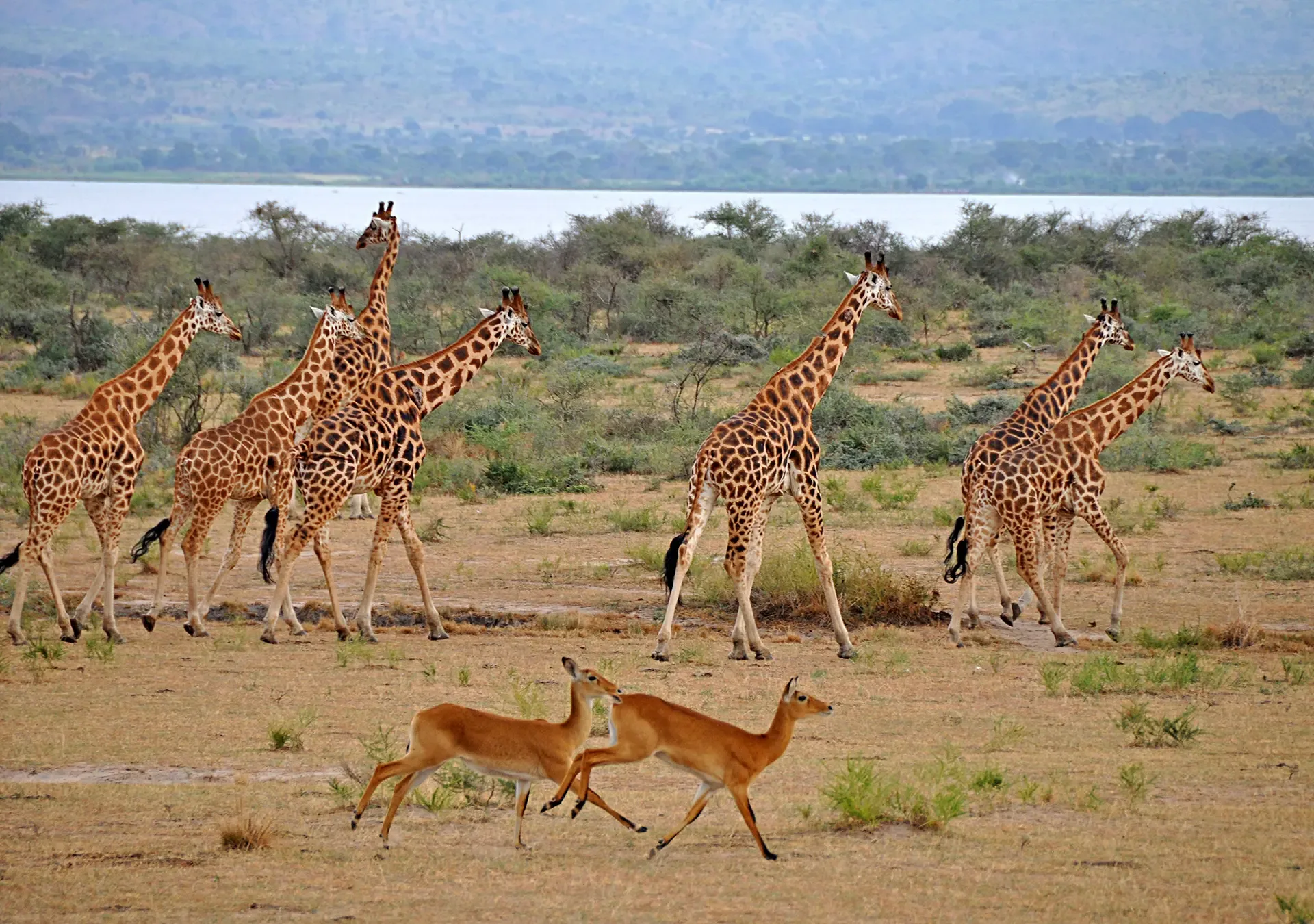 Kenya vs South Africa: What’s New to Experience in 2023