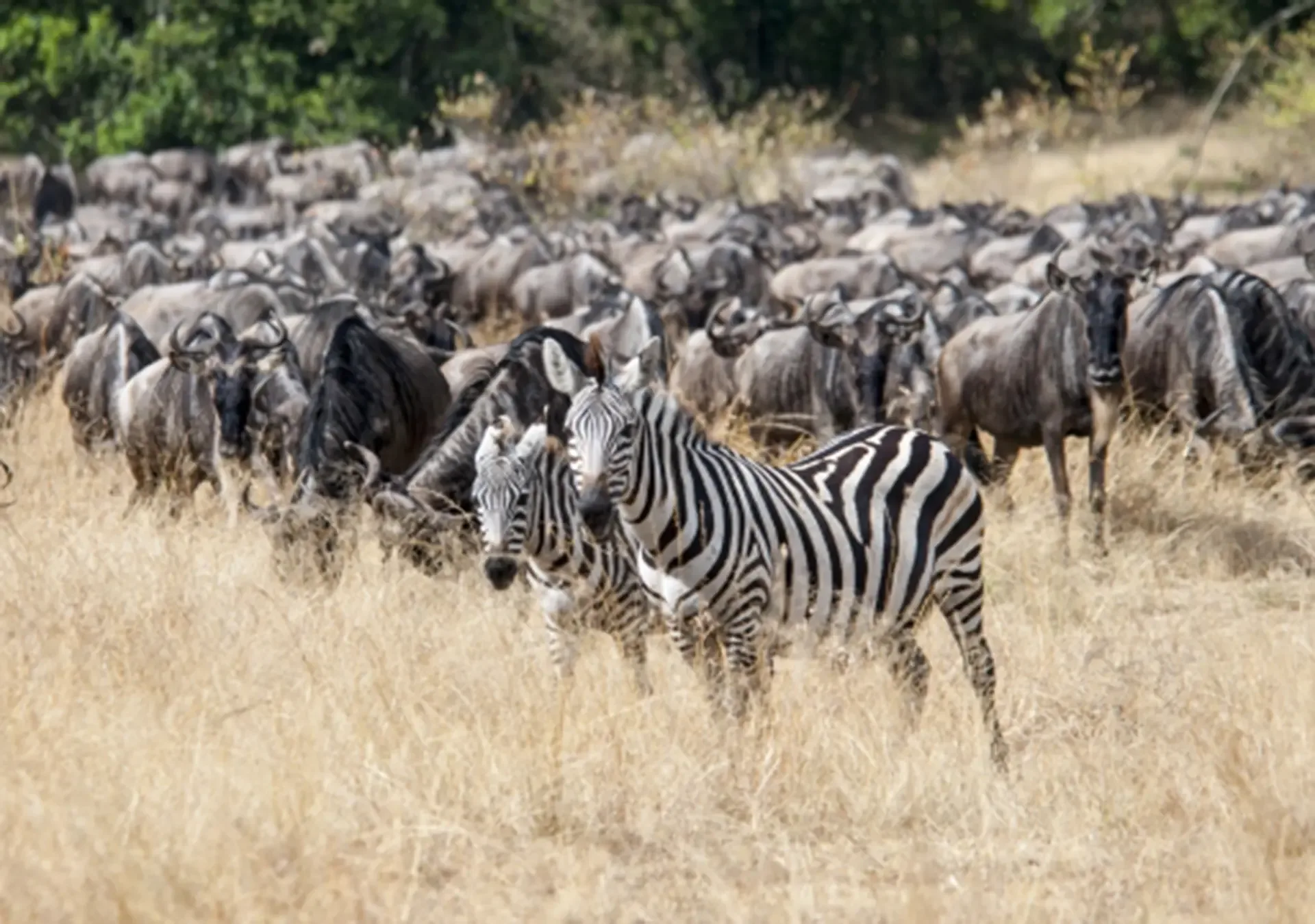 Zebras among the Great Migration herds on the plains of Tanzania.