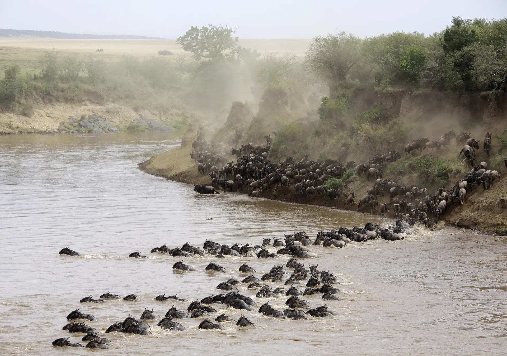 Great Migration in the Masai Mara: Perhaps a Better Alternative than Serengeti?