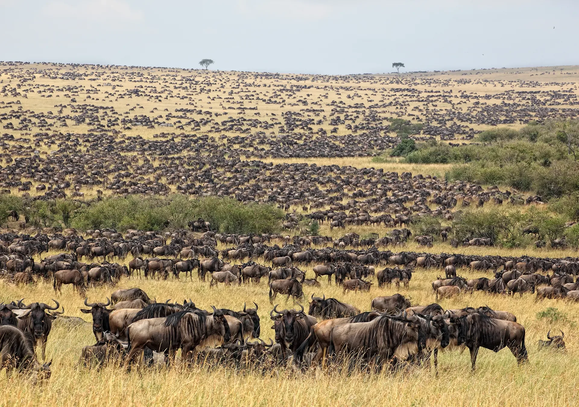 Wildebeest herds spread across the plains during the Great Migration in Tanzania.