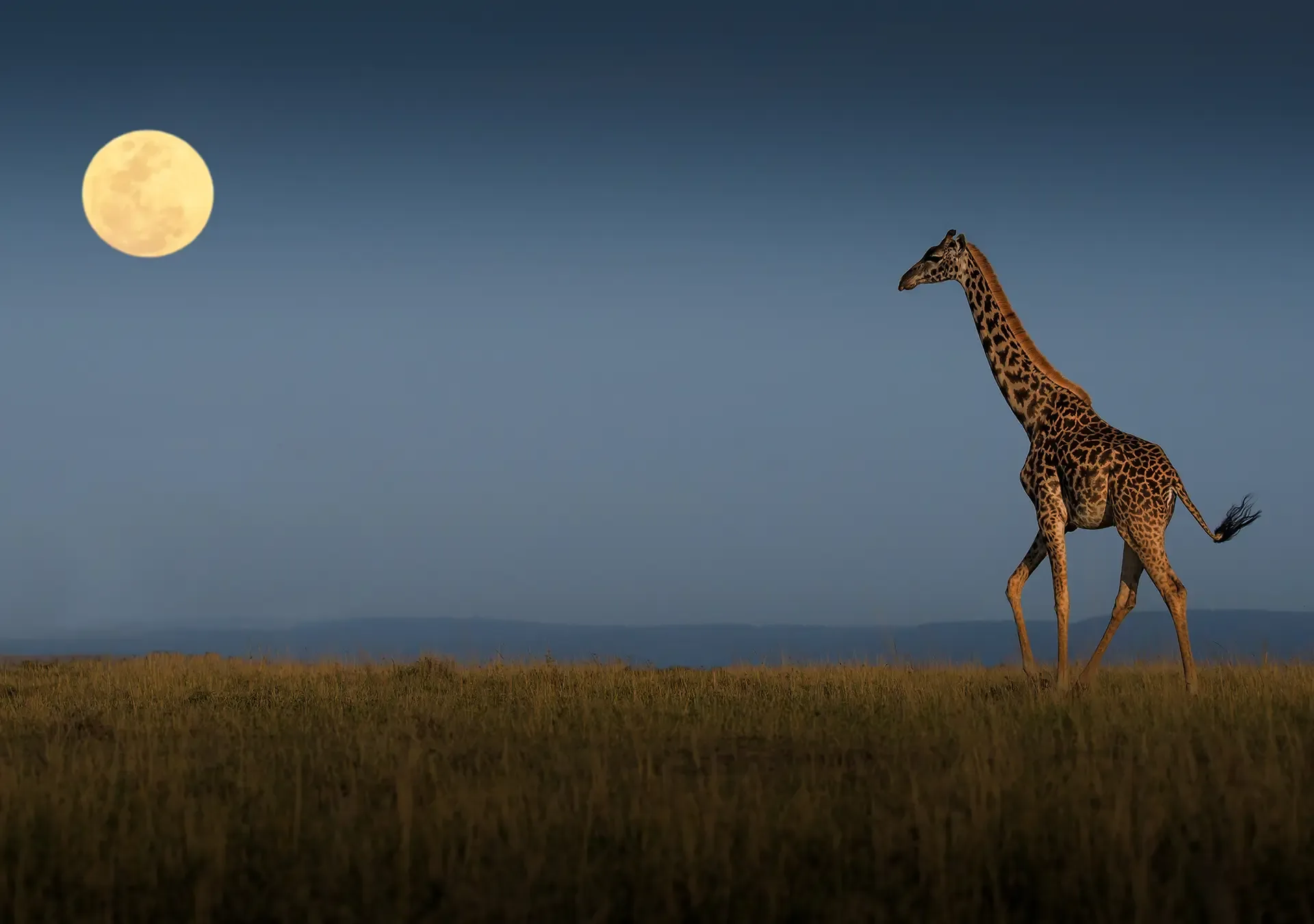 Kenya Game Reserves to Explore for the Entire Family