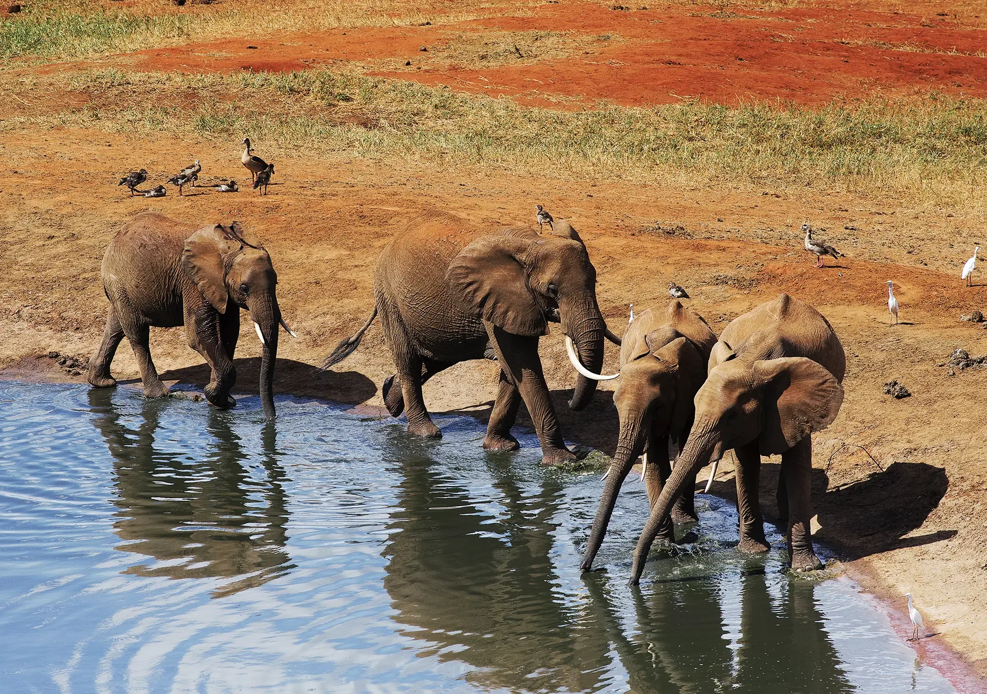 Tanzania VS Kenya: A Point-by-Point Comparison of the Top 2 Safari Destinations
