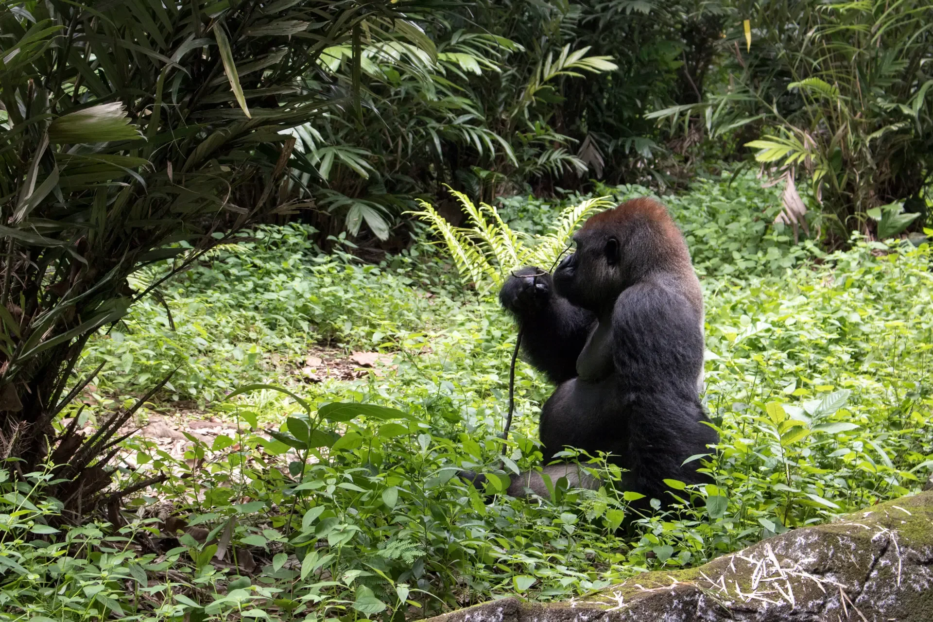 A lone mountain gorilla feeding in the lush green undergrowth of Bwindi Impenetrable National Park, Uganda.