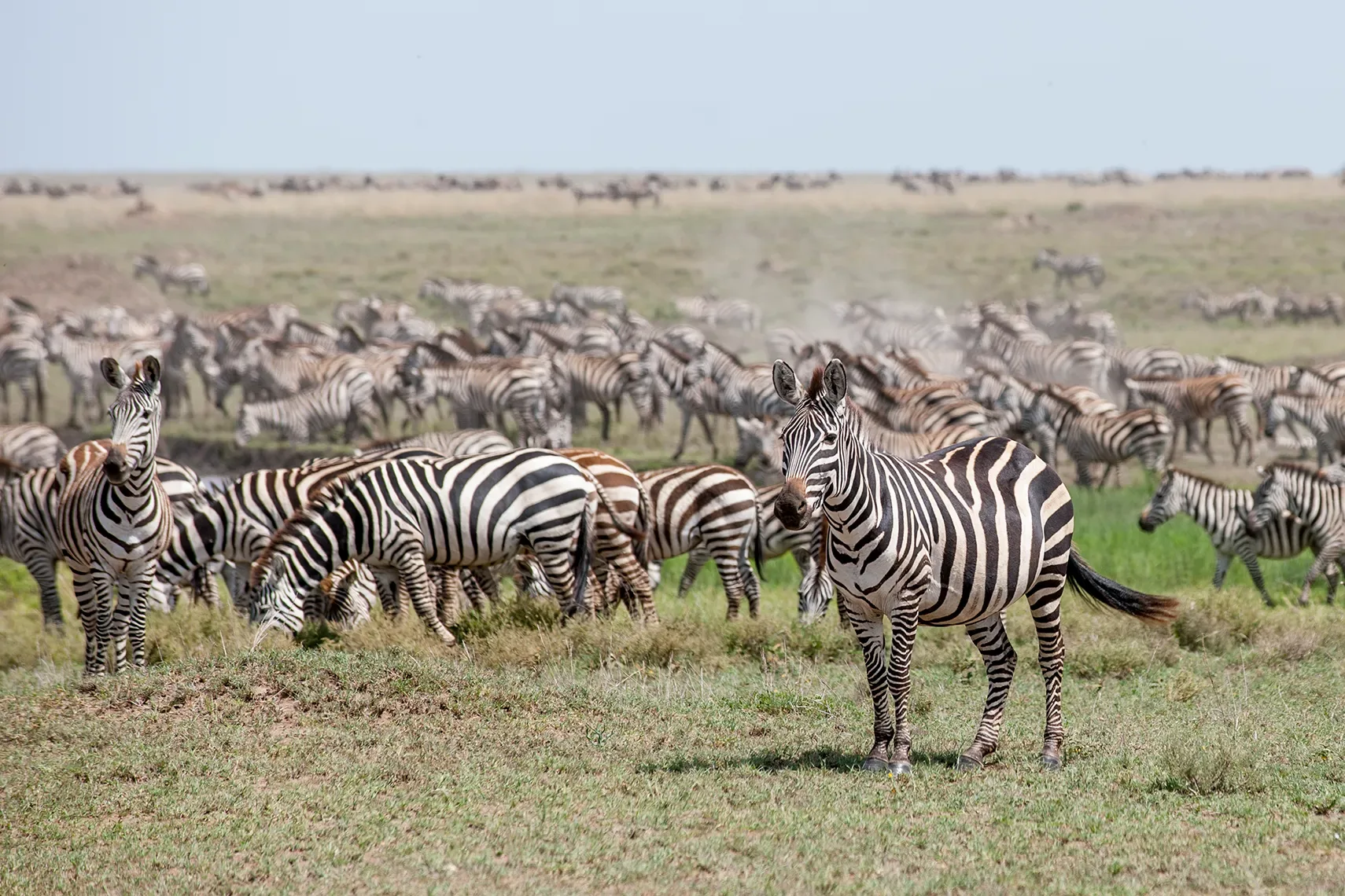 Migration in the Masai Mara