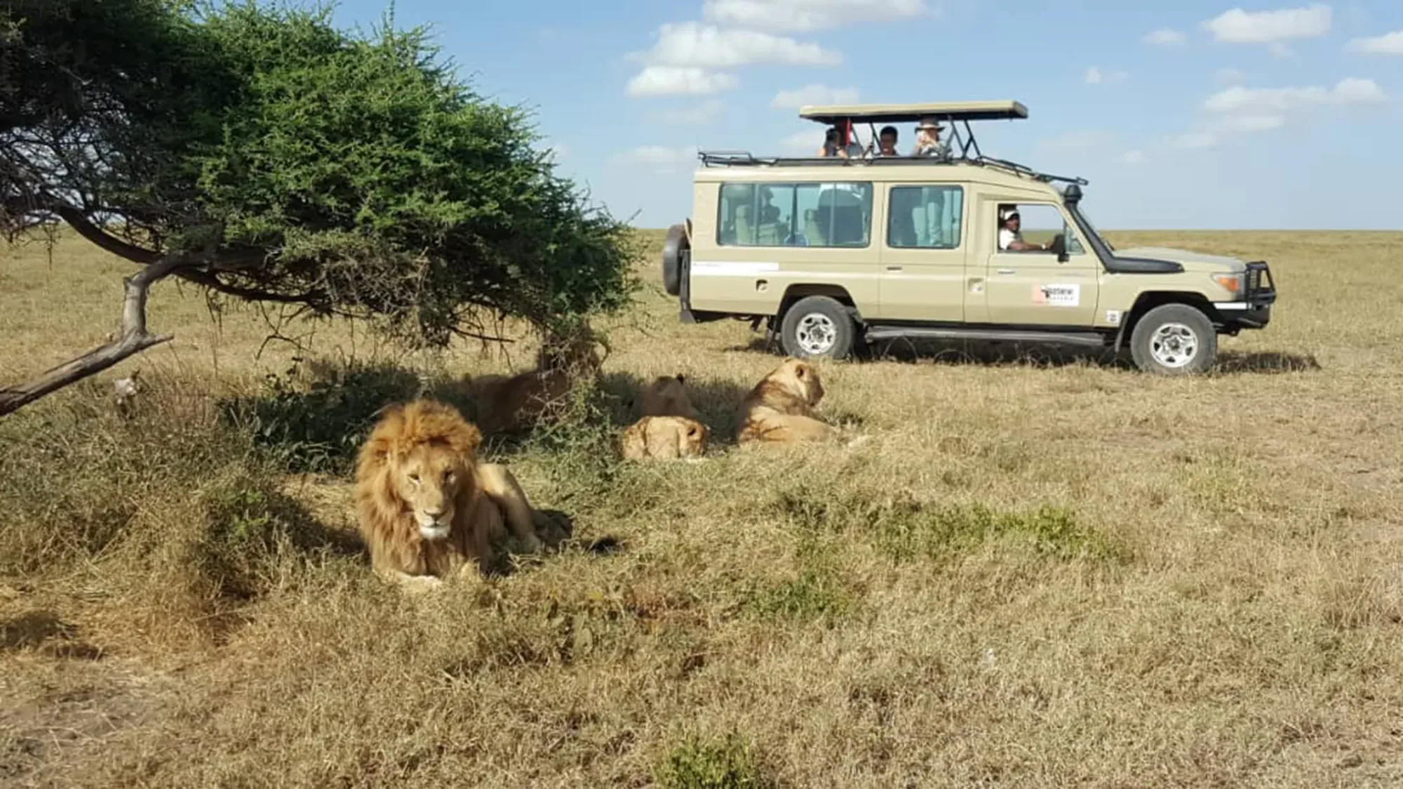 Great Migration or Regular Safari? How to Choose the Right Tanzania Safari for You
