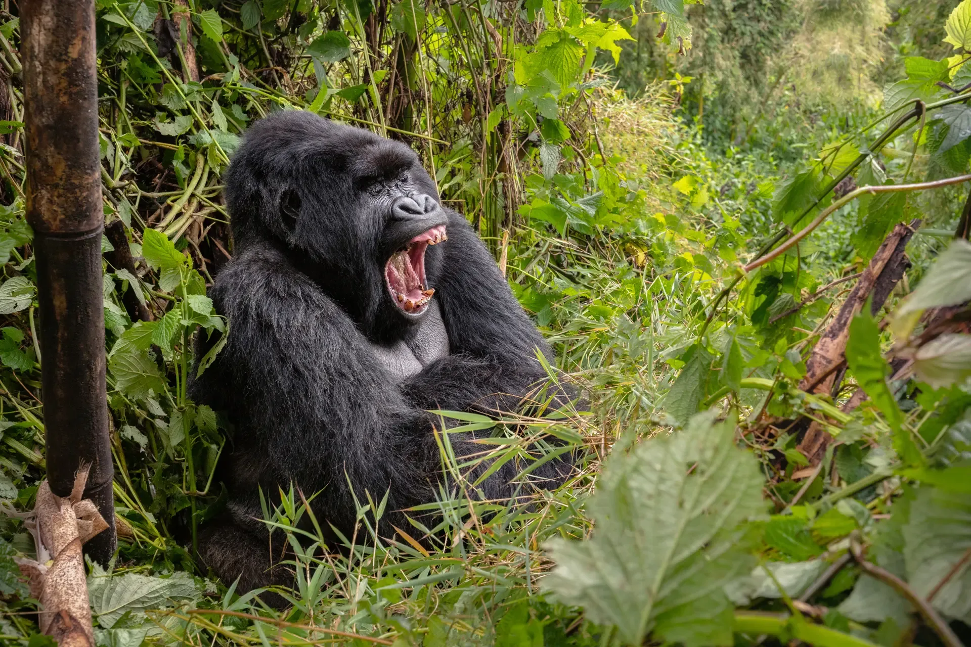 9 Days Ultimate Gorilla and Primate Safari