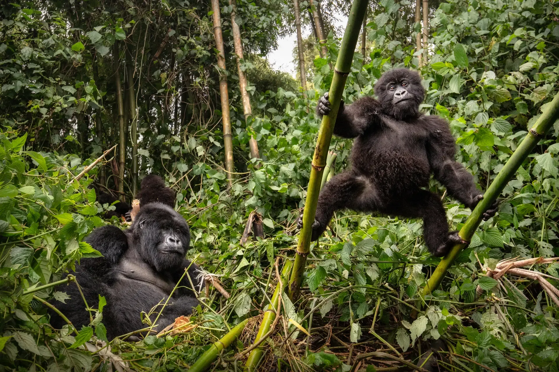 A young mountain gorilla climbs a bamboo stalk while an adult rests in the greenery below.