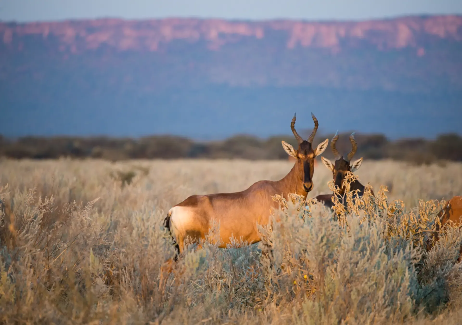 Two antelope stand alert in the dry scrub of Namibia at golden hour.