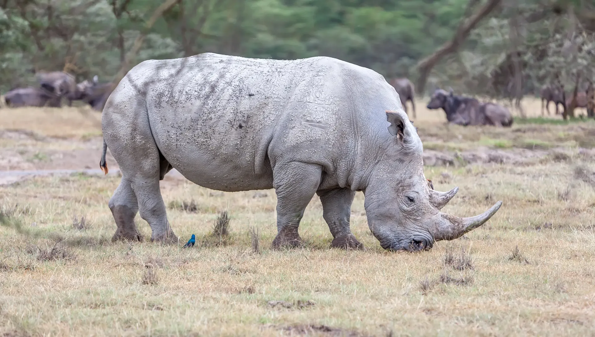 A white rhino grazes in the grass at Ziwa Rhino Sanctuary, Uganda.