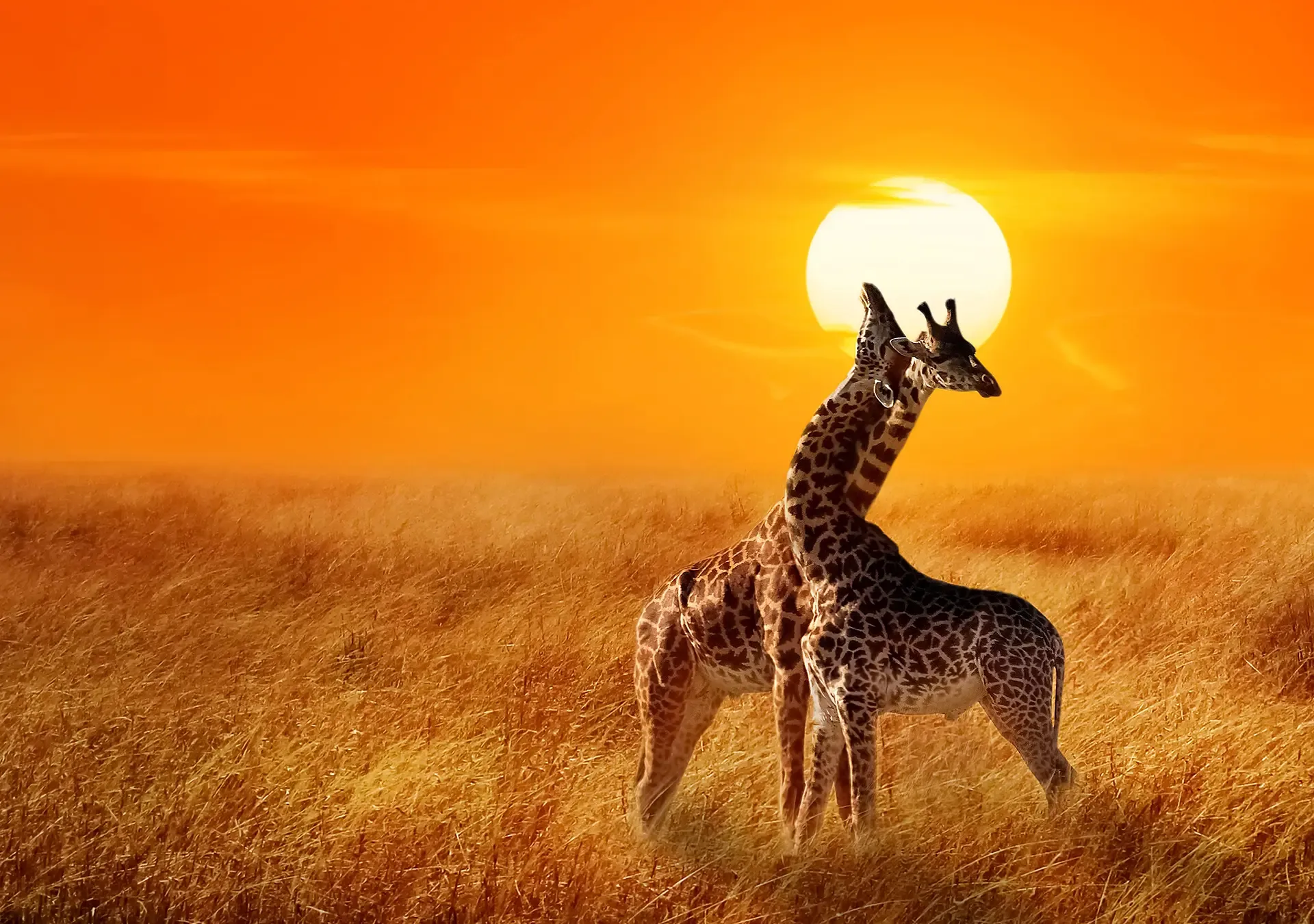 Why Serengeti is a Top Safari Destination