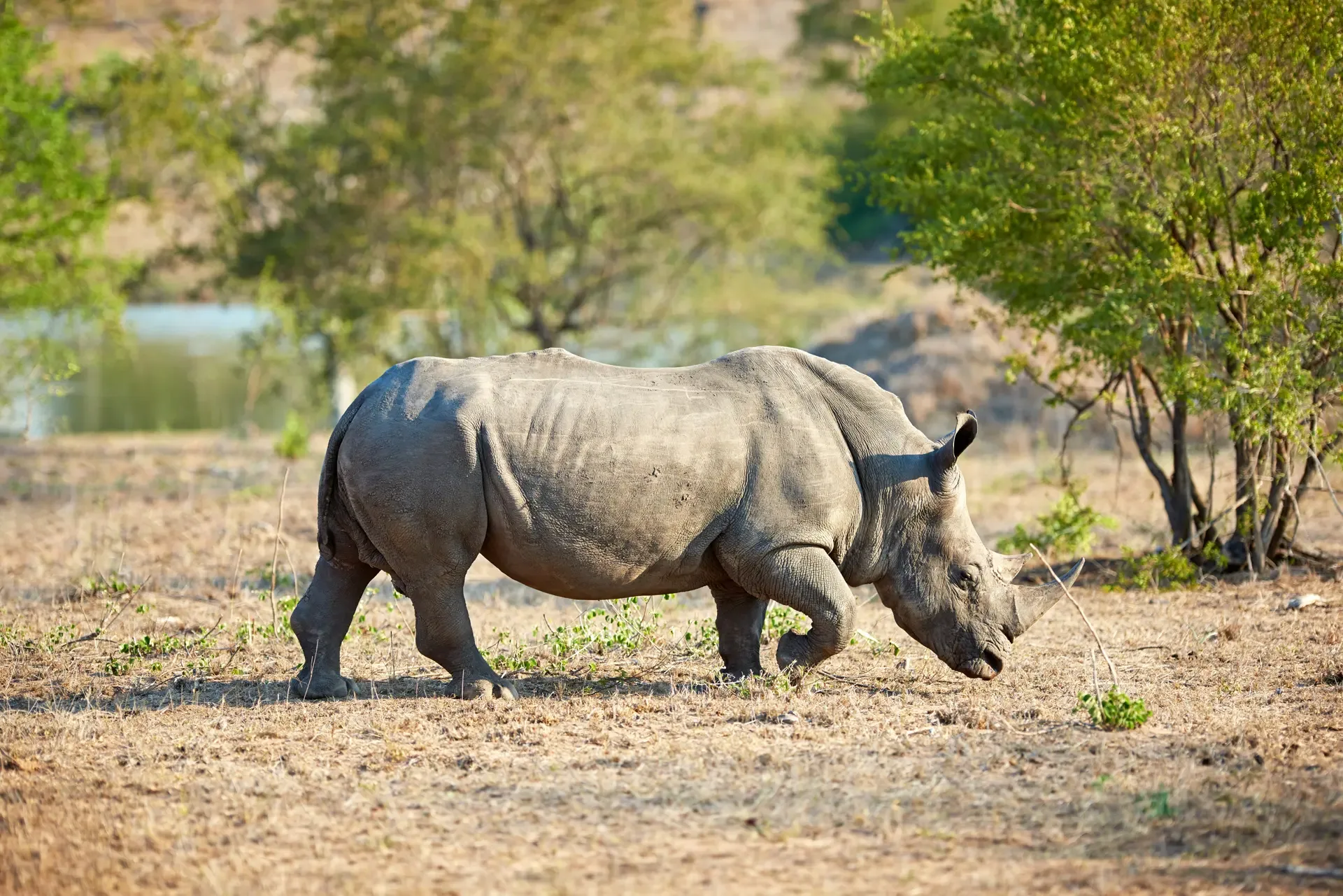 Solitary rhino on the plains shot of a rhino in i