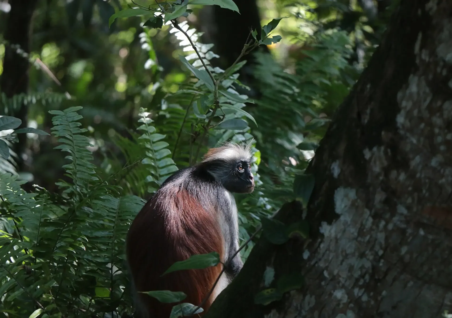 Jozani Forest and Spice Tour: Nature Activities in Stone Town Tanzania