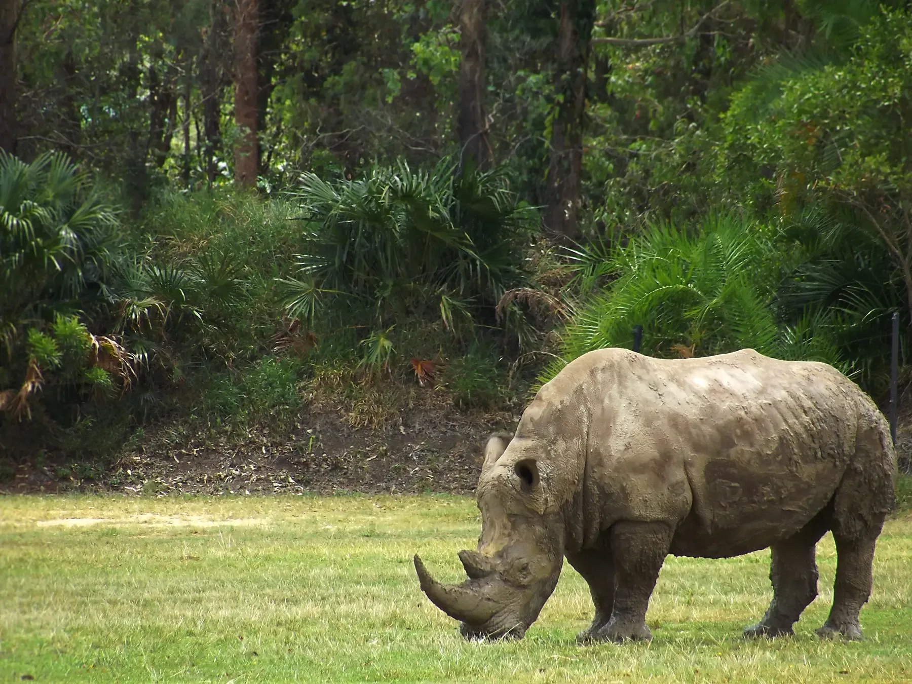 The southern white rhino is the second largest lan