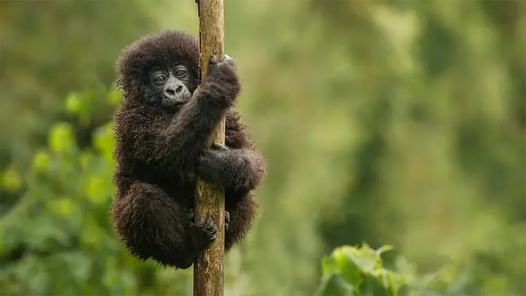 A young mountain gorilla clings to a bamboo stem in Rwanda's green forest.