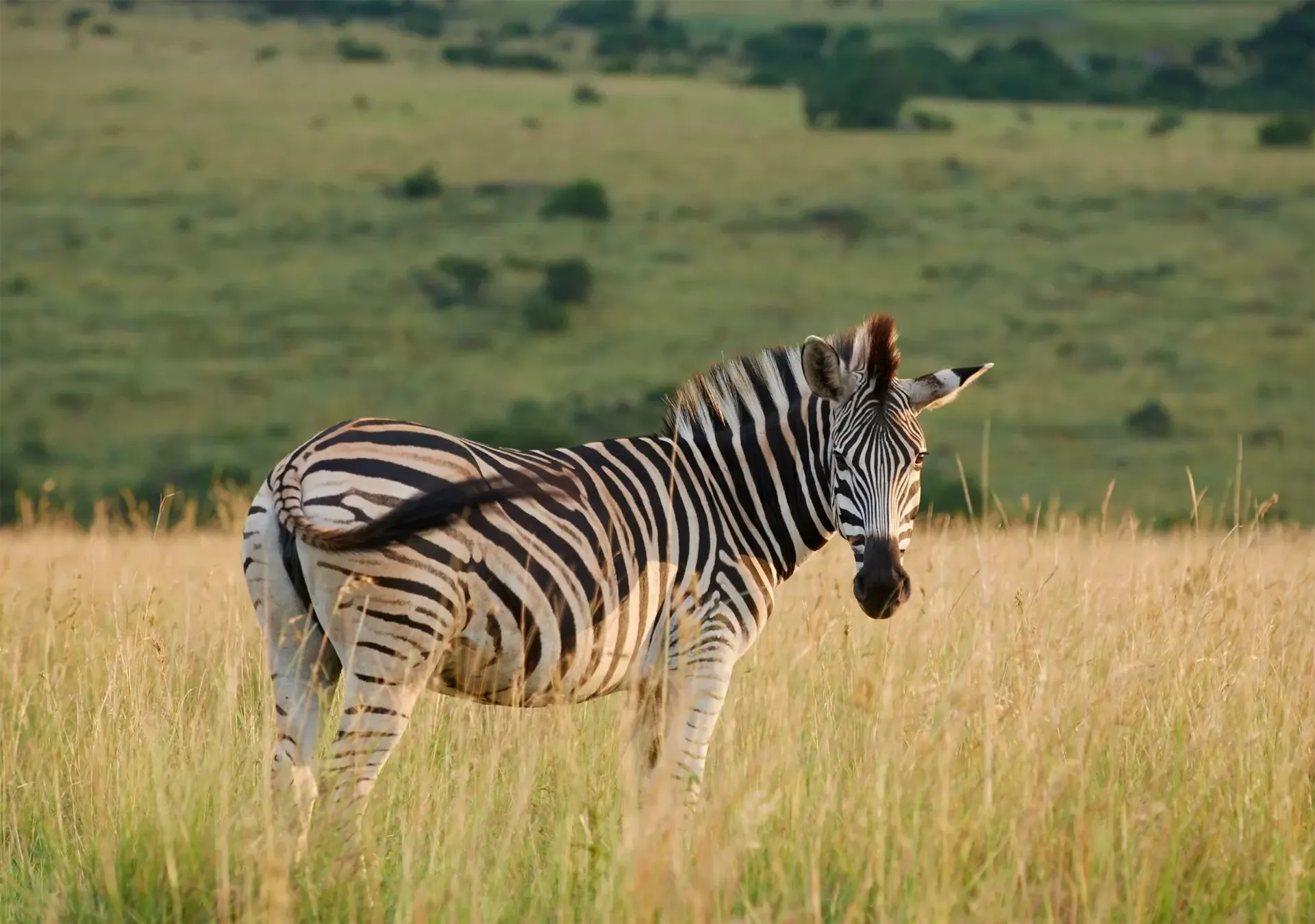 A zebra stands alert in the golden grass of Zululand, South Africa.