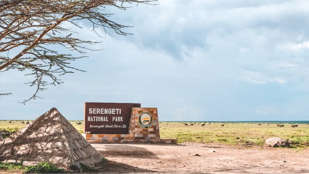 Top 5 Serengeti Safari Packages: Tips to Plan a Budget Safari in Tanzania