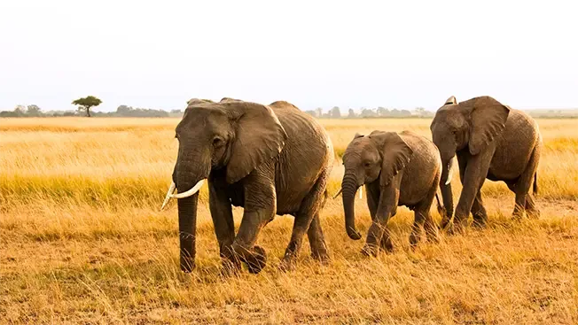Excellent Big Five viewing