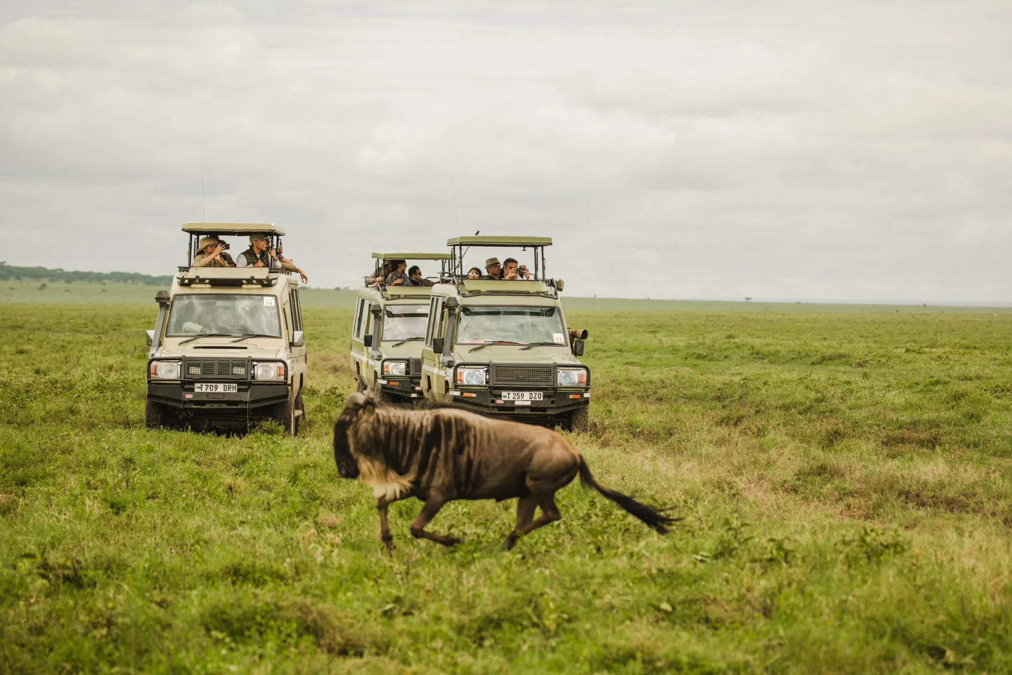 Serengeti Safari Package: How Much Does a Tanzania Safari Cost?