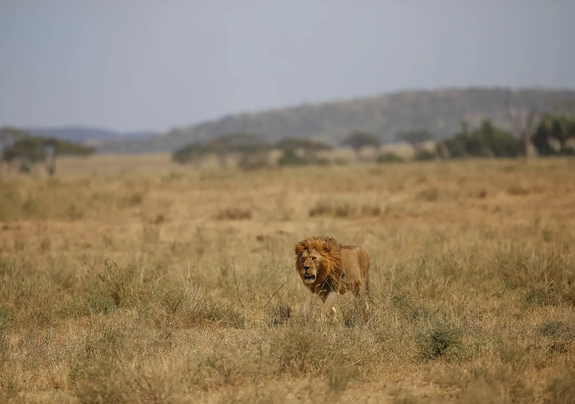 10 Days Kenya High-End Safari