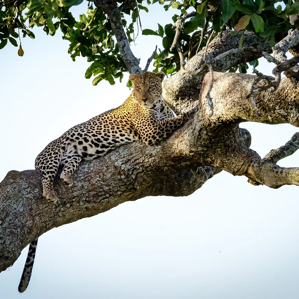 Leopard, Central Serengeti