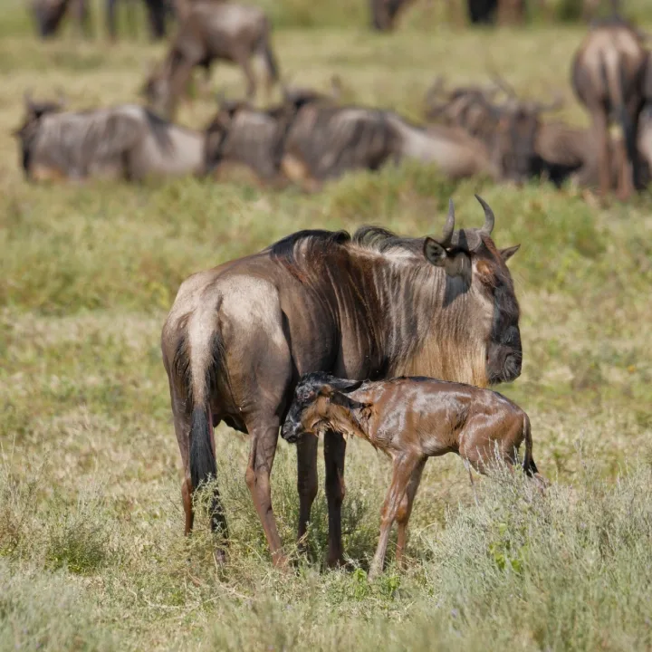 12-Day Signature Great Migration Calving Photographic Safari