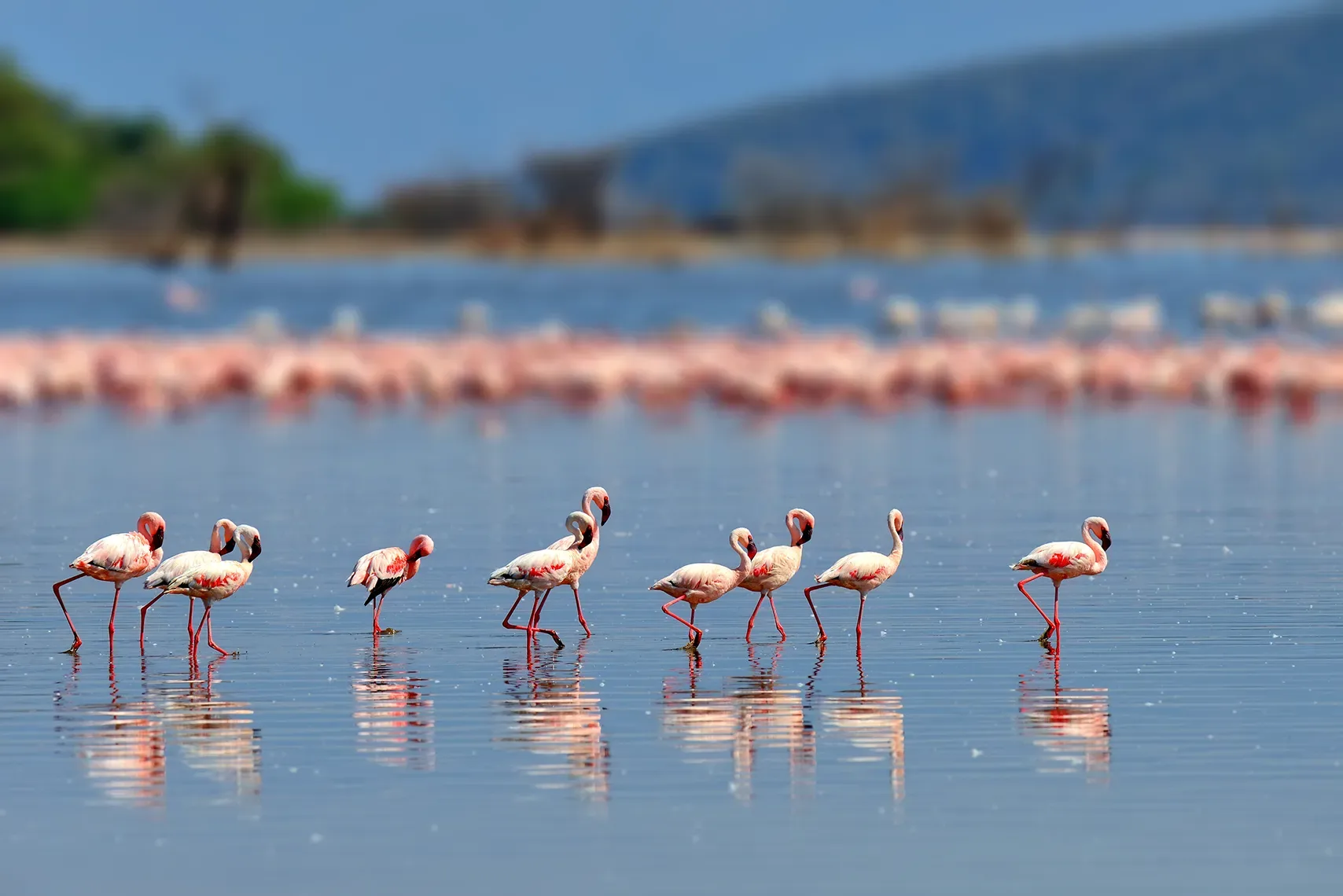 Migratory birds arrive