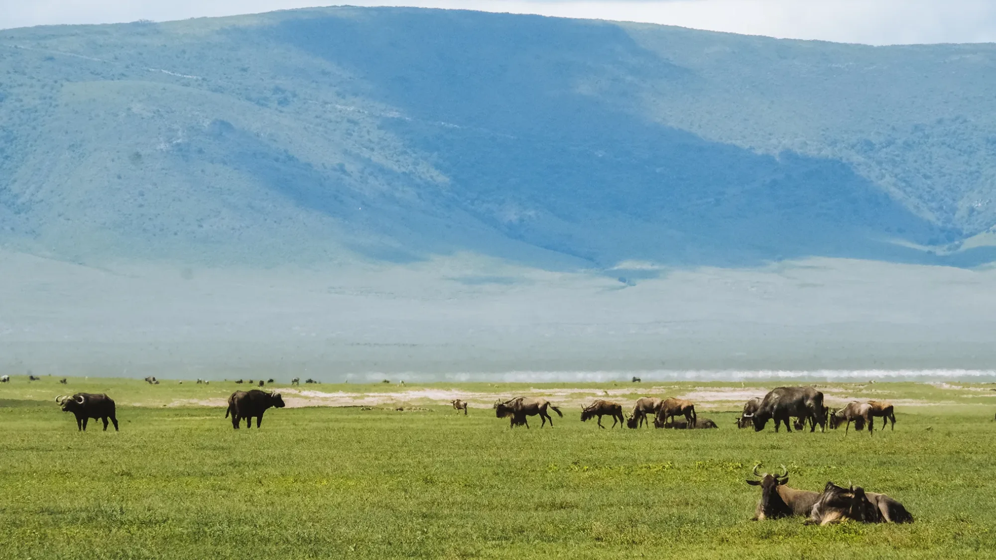 Great Migration Calving Season & Crater Exploration - hero