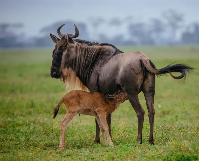 A wildebeest and her calf, Ngorongoro Conservation Area