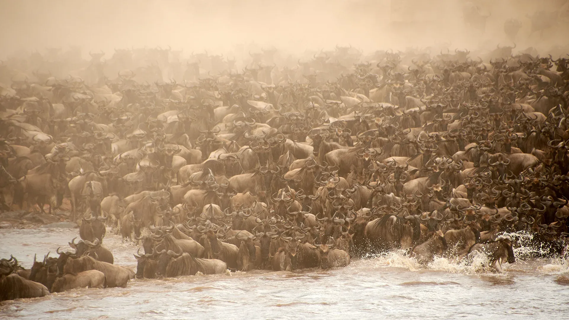 Great Migration Safari vs. Regular Safari in Tanzania: Understanding the Difference and How to Choose