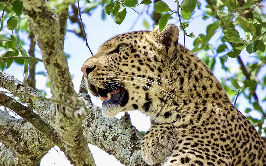Cheetah close up shot Tanzania safari