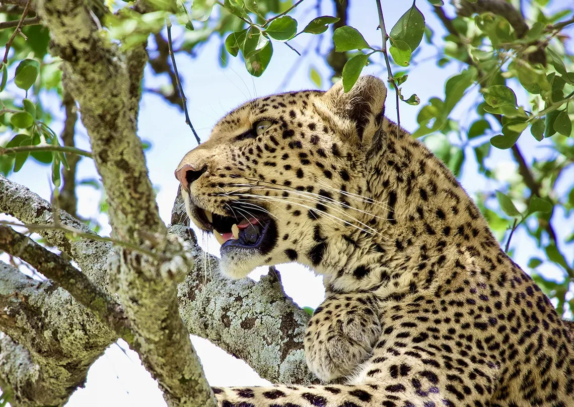 Cheetah portrait, Serengeti