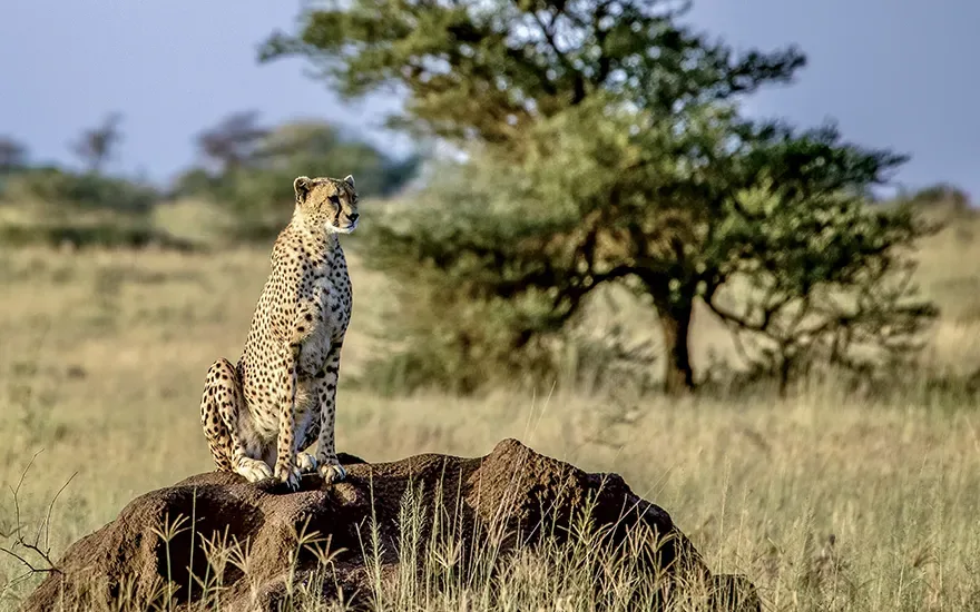 Cheetah seating on a rock Tanzania safari