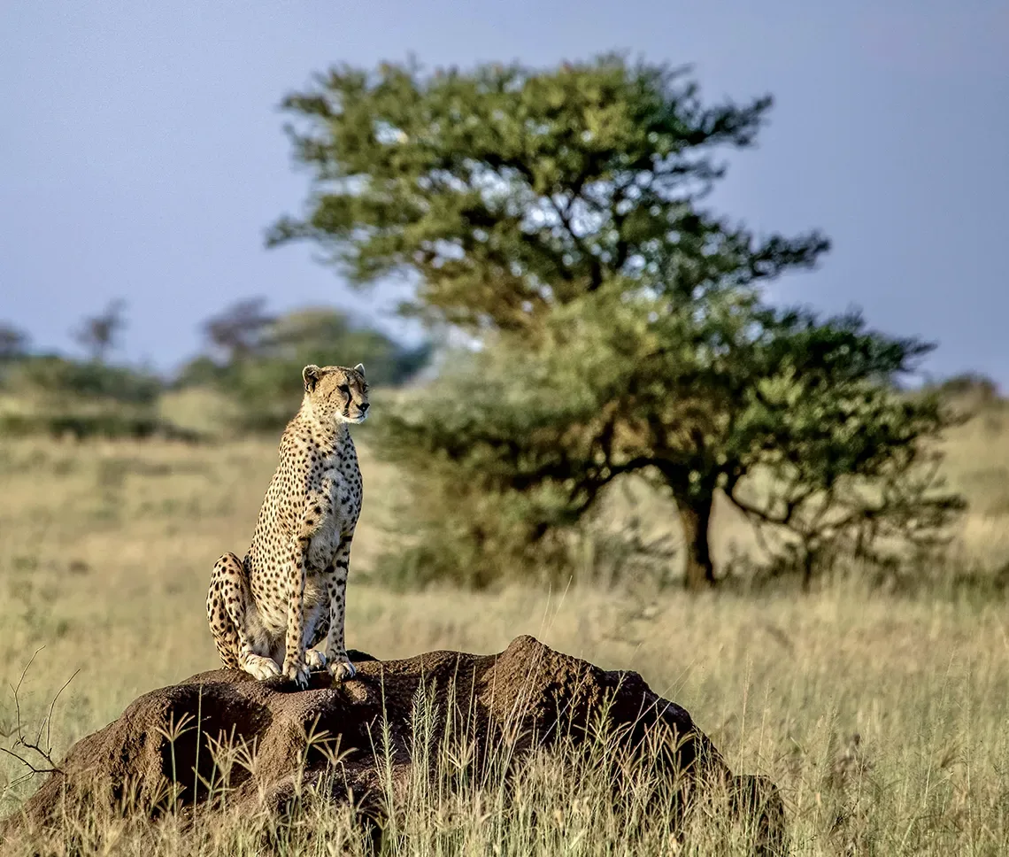 Parks in Tanzania you should not miss and which ones are negotiable