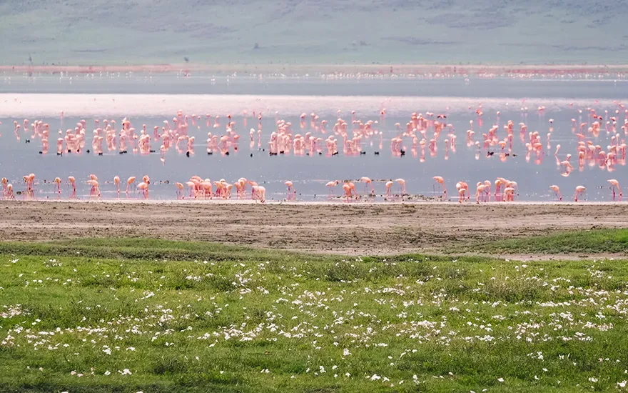 flamingos in lake - low season tanzania safari