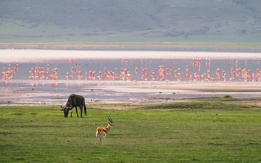 Gazelle, wildebeest and flamingo in a lake