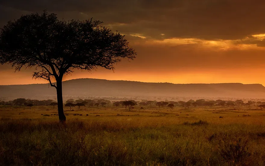 Sunset over the plains on a low season Tanzania safari, with a lone tree in silhouette.
