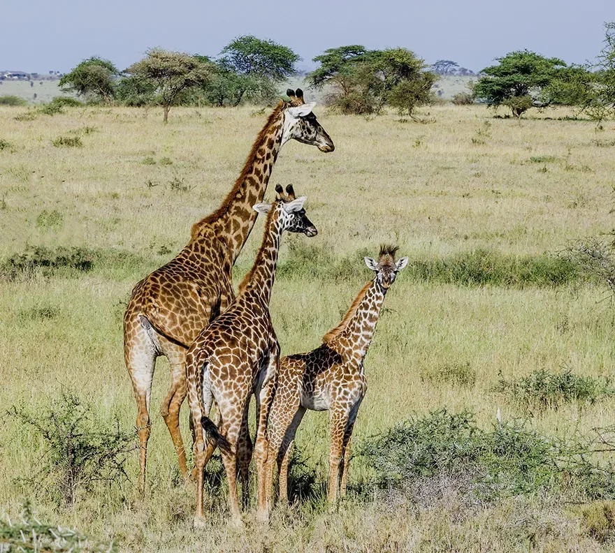 Serengeti Acacia Camp