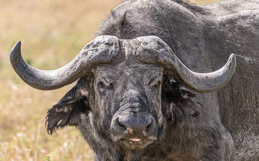 The Big Five Africa Safari: Unpacking the Complex Dance of Life in the Serengeti
