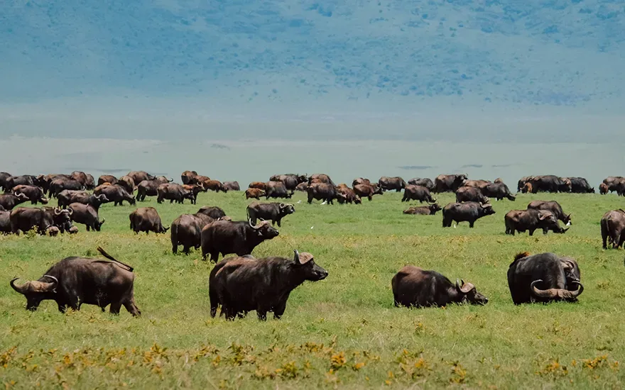 water buffalos - low season tanzania safari
