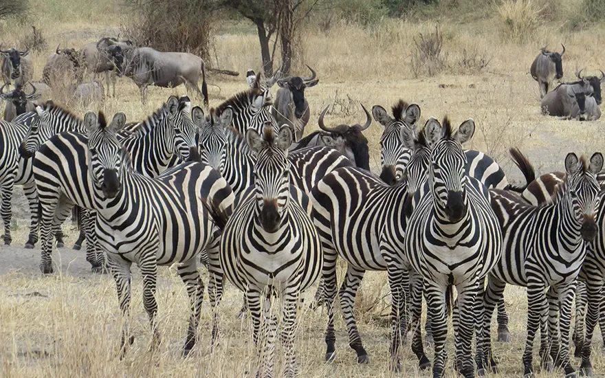 A herd of zebras stands alert in the dry grass of Tanzania.