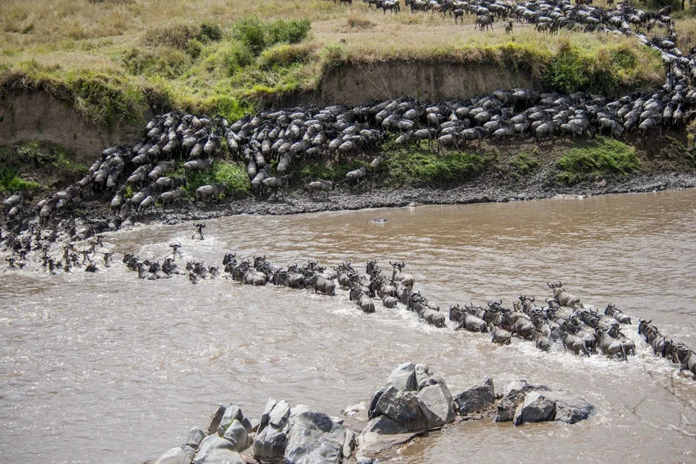 Key Safari Terms You Need to Know: River Crossing, Great Migration, Game Drive, and More