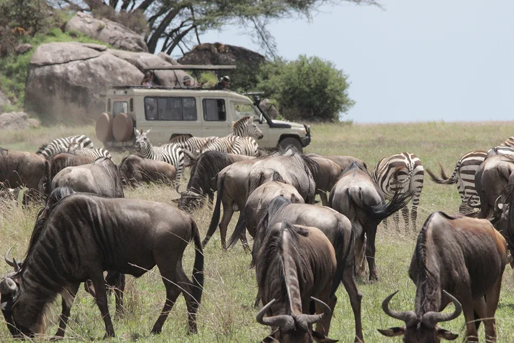 The Serengeti National Park, Tanzania - How to Make the Most of Your Game Drives