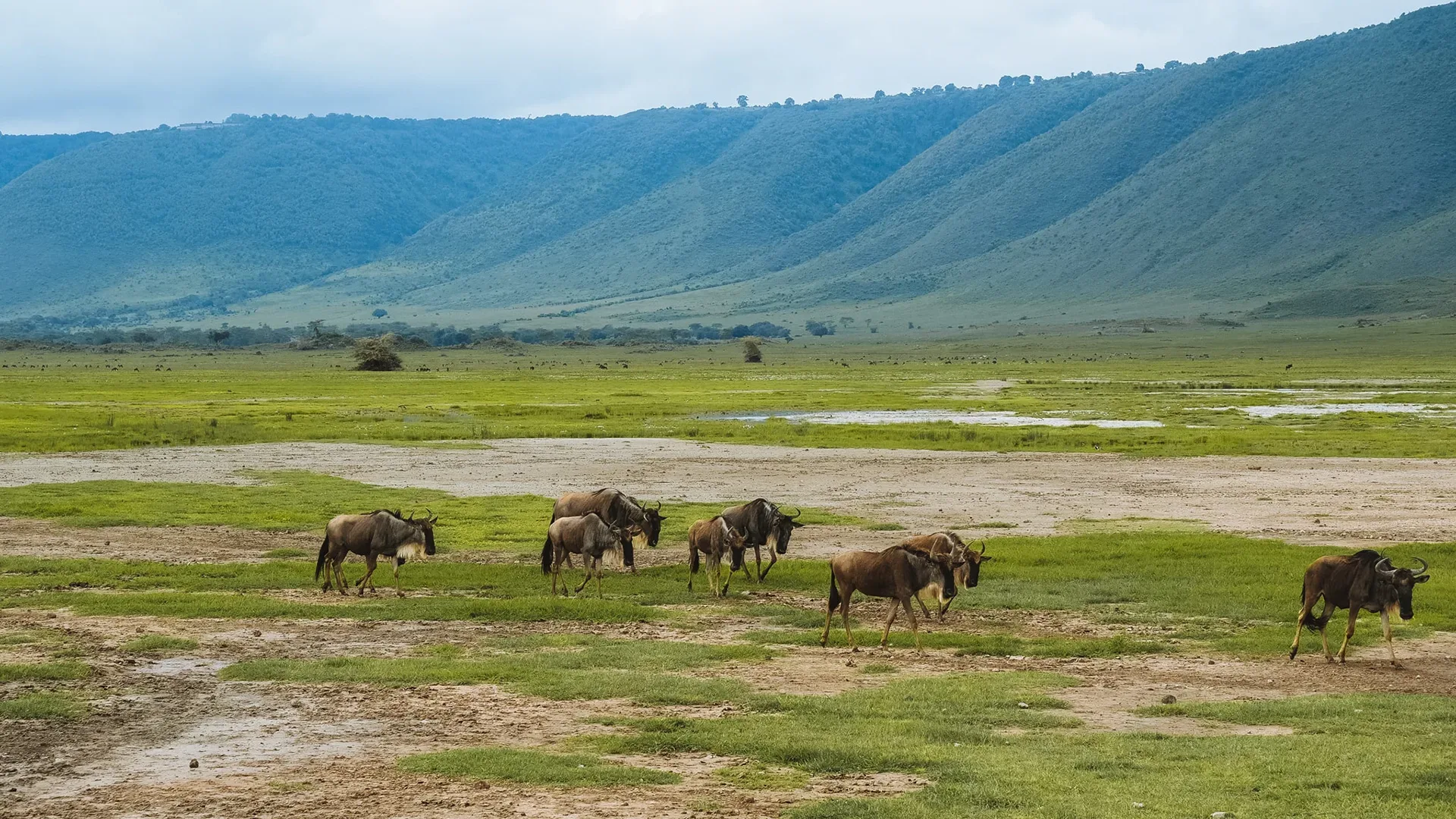 Top Tips on How to Make the Most of the Calving Season Safari