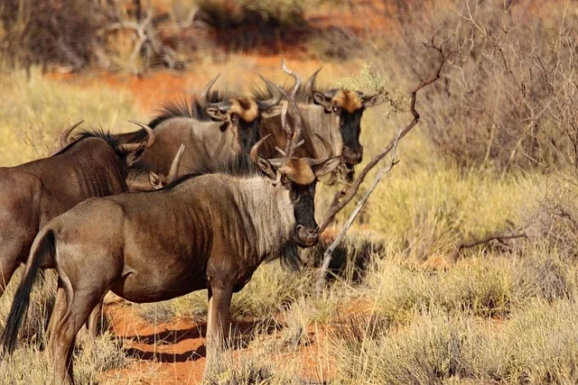 2026 Wildebeest Migration Forecast: Serengeti & Maasai Mara