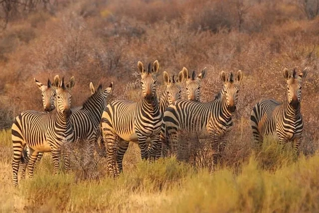 Top Big 5 Safari Destinations in Africa