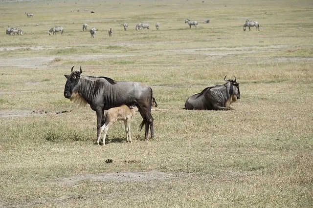 A wildebeest cow stands with her newborn calf on the Ndutu plains during the calving season.