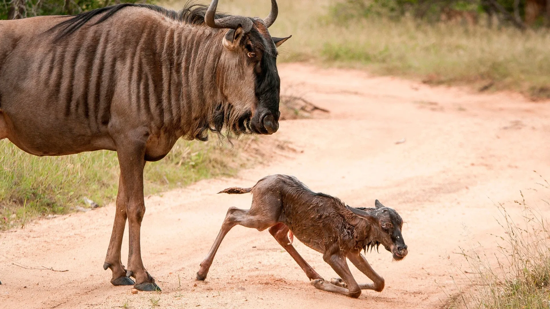 A newborn wildebeest calf finding its feet beside its mother on the Ndutu plains.