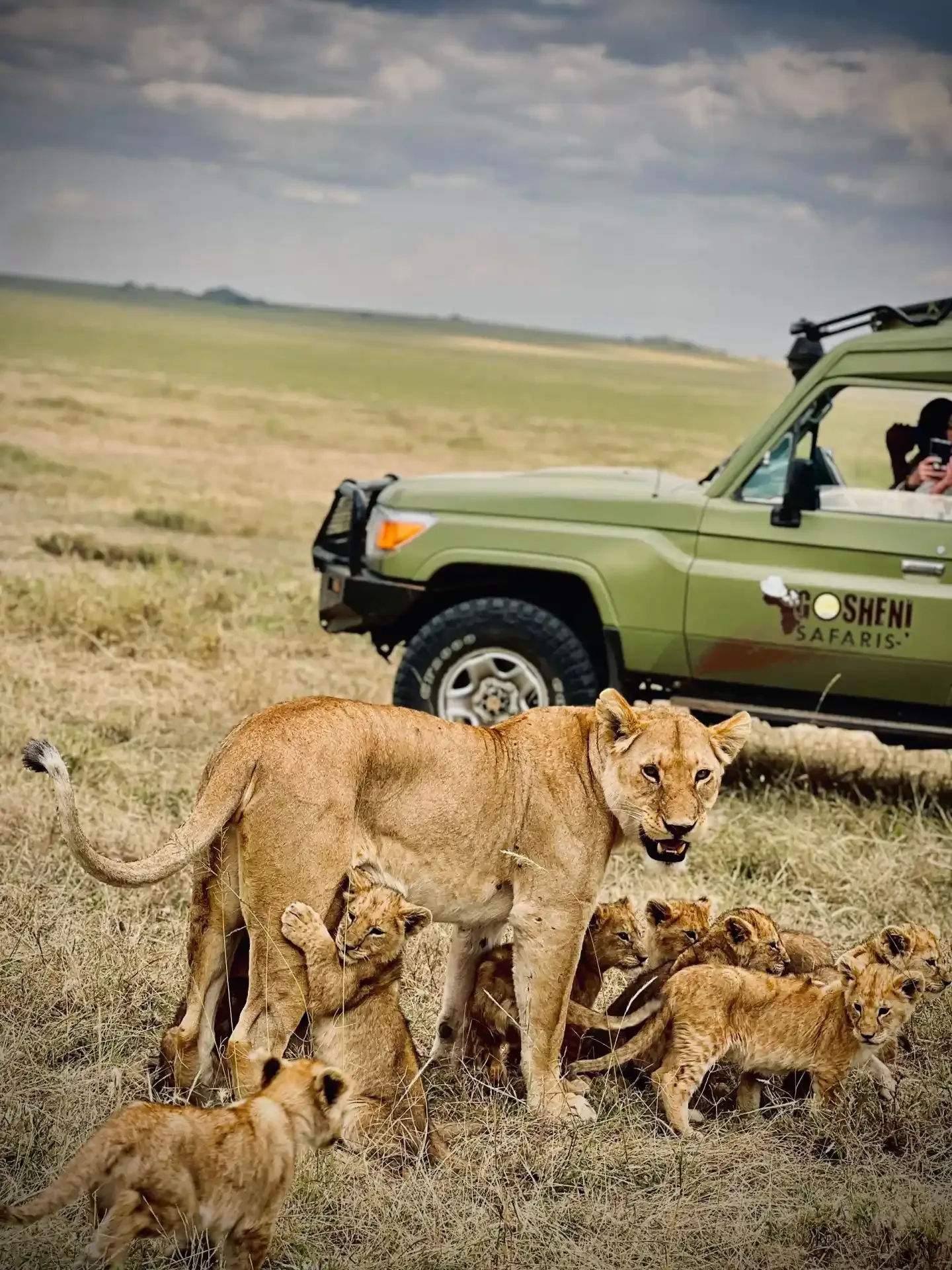 A lioness and her cubs on the open plains, watched from a safari vehicle